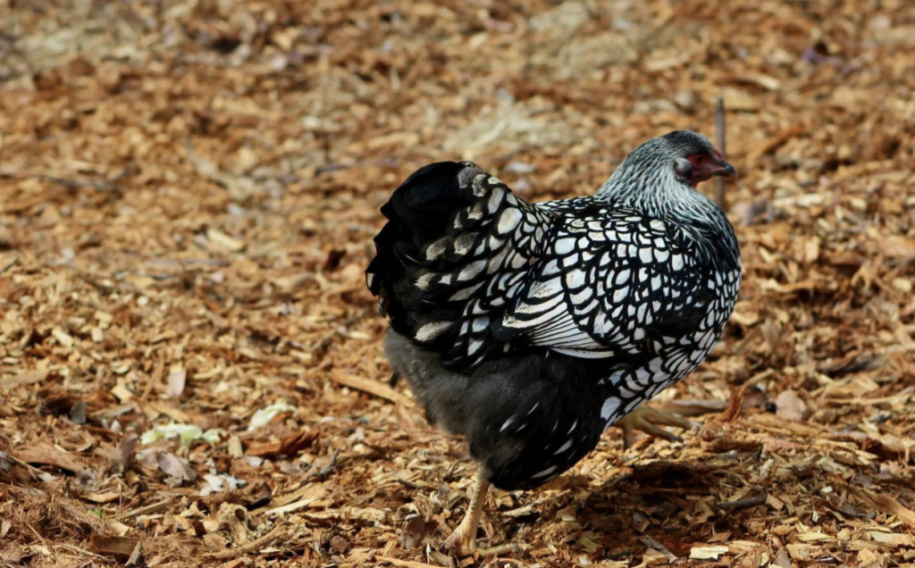 Information for bird owners about H5 bird flu precautions in NSW
