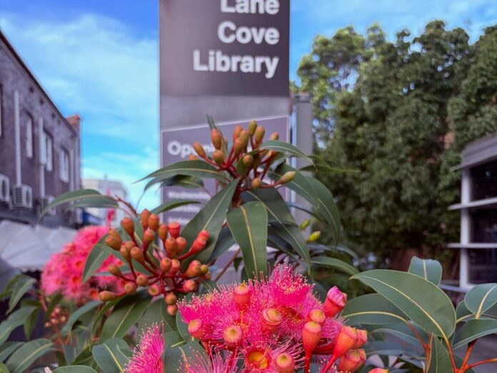 lane-cove-library-flowering-gum-1000x750_2026