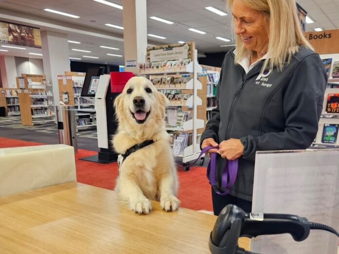 Therapy Dog at Lane Cove Library