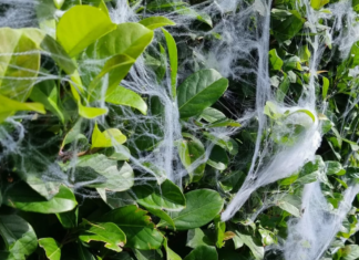 The City Of Marion Bans Fake Spider Webs on Public Property