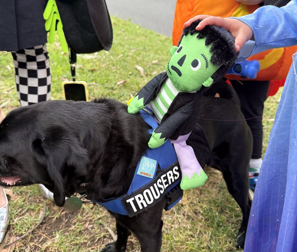 Black Labrador with Frankenstein's monster costume rider