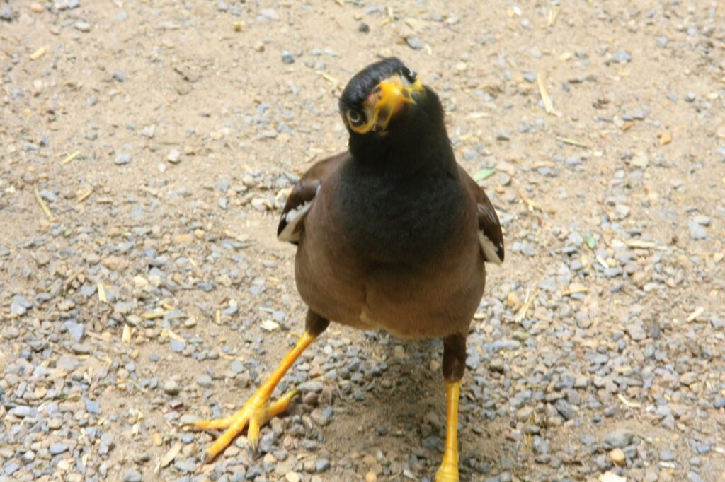 Common myna in Lane Cove