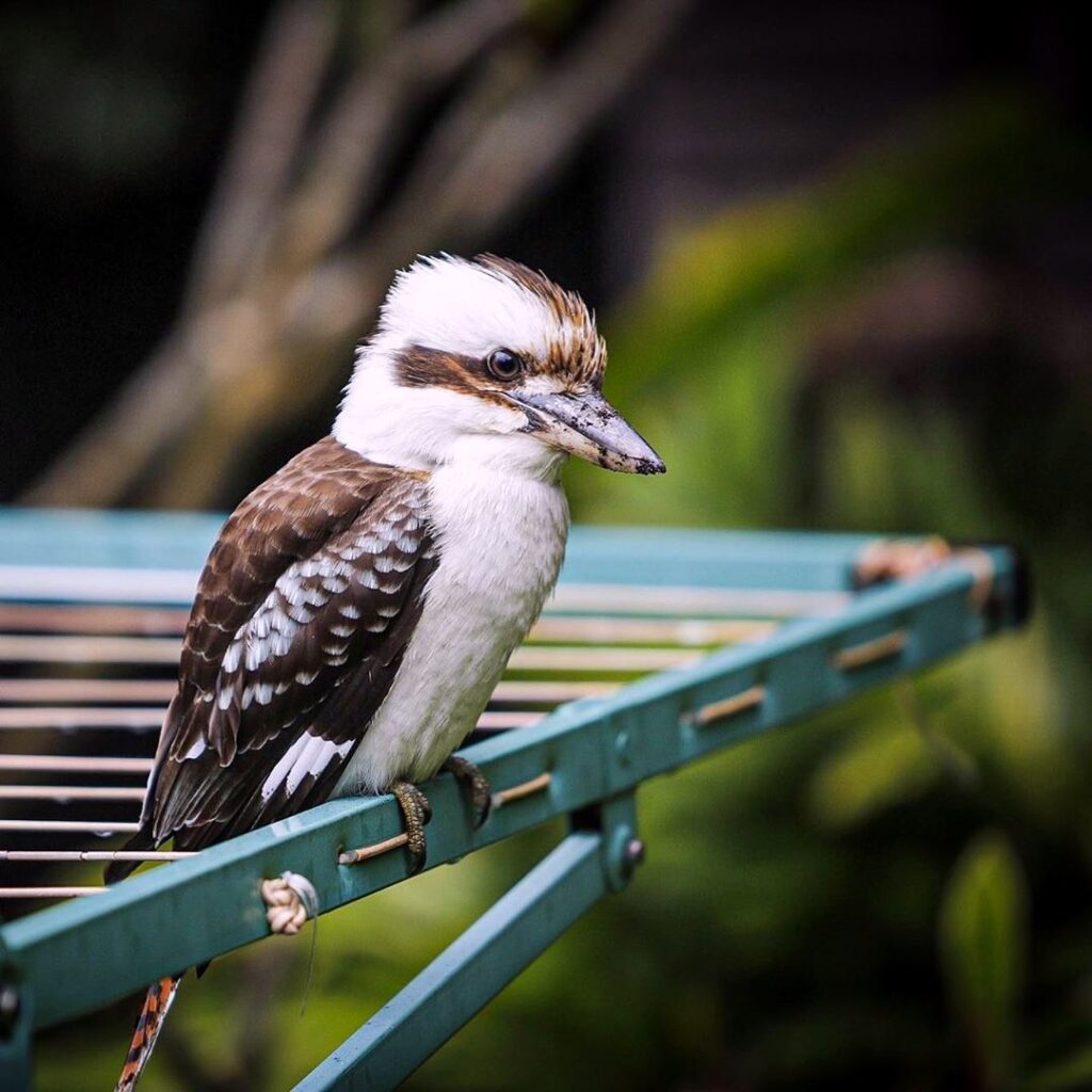 Kookaburra perched on a clothesline in Lane Cove