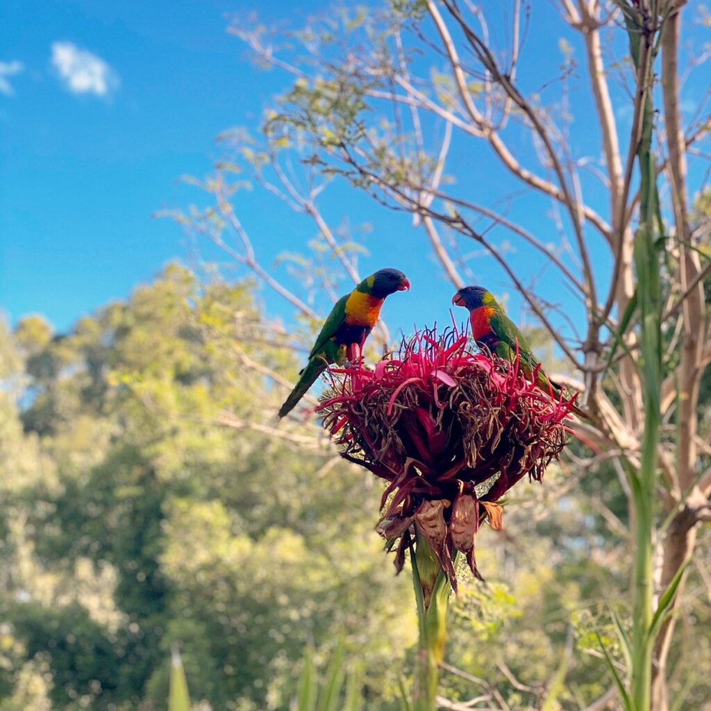 Rainbow lorikeets were the most numerous bird counted in 2025.