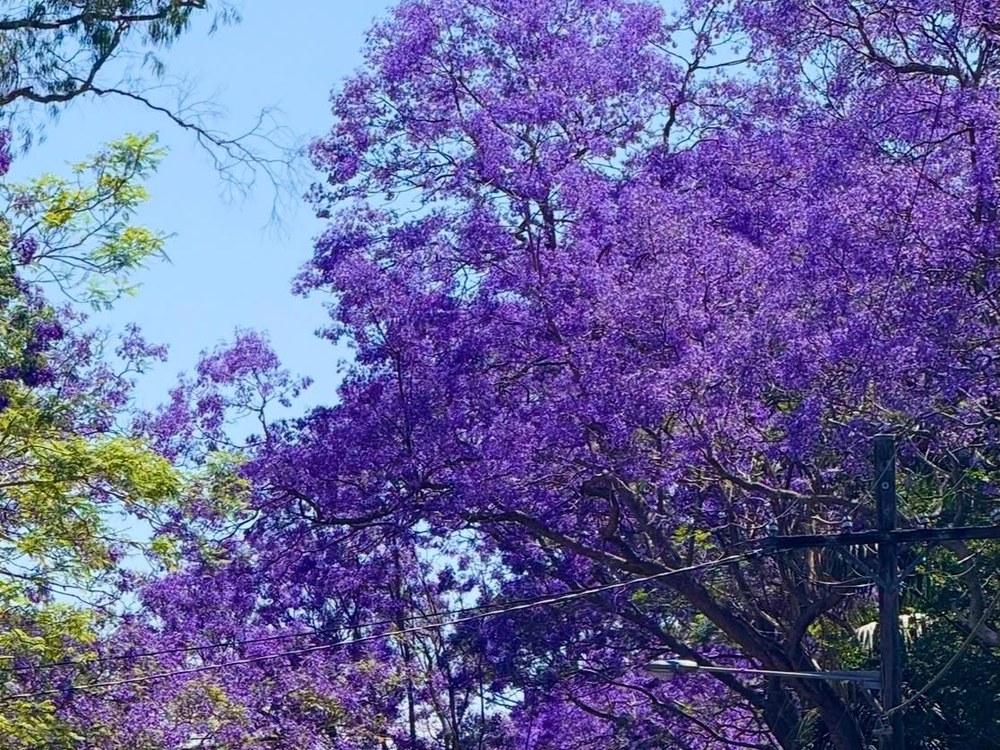 Jacaranda trees in full purple bloom against a blue sky
