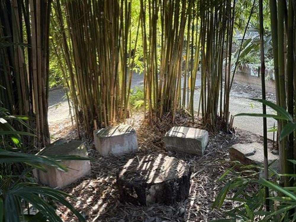 Bamboo-enclosed sitting circle with stone and timber seats at Kindy Cove
